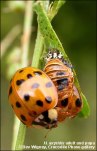 ladybirdharl.jpg